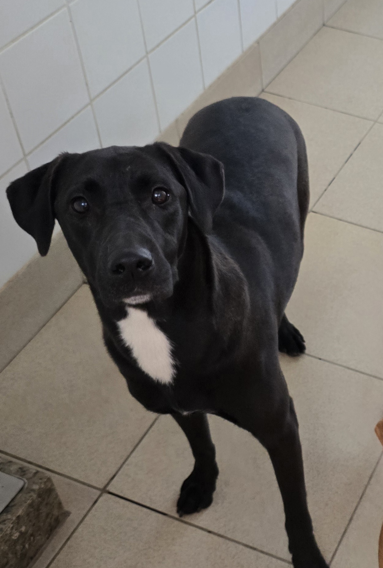 #PraCegoVer: Amora é uma cachorra de pelagem preta com uma mancha branca no peito, possui olhos pretos e está em pé olhando para frente.