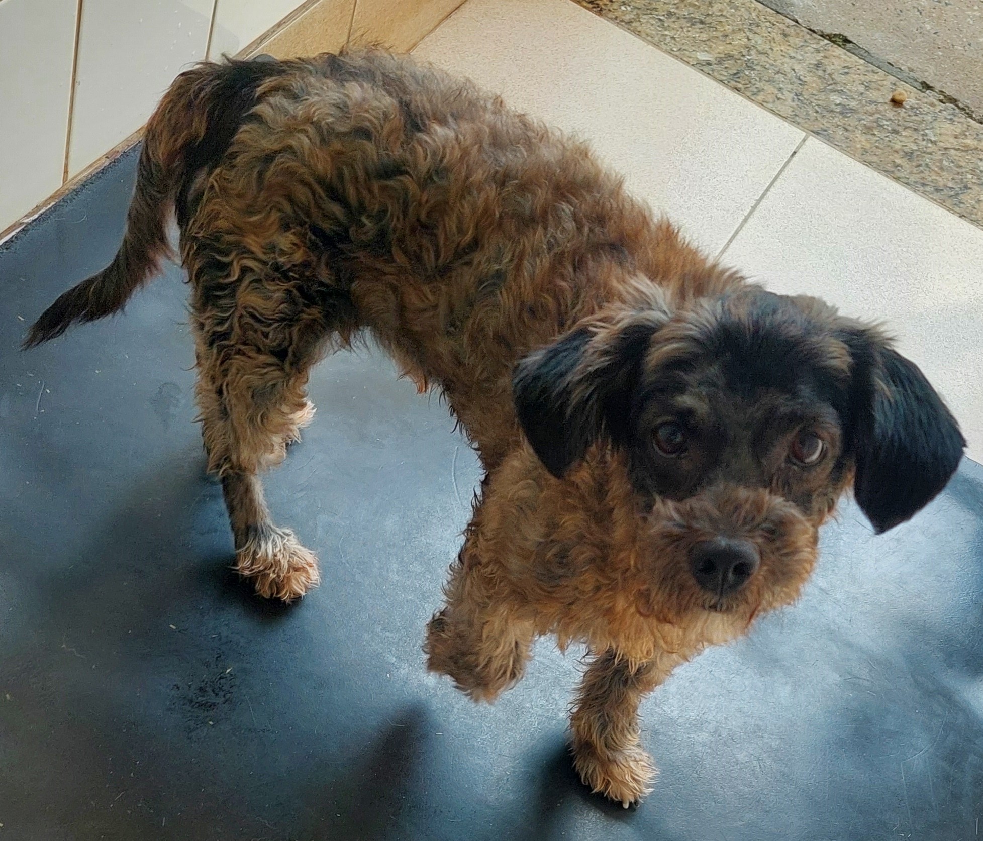 #PraCegoVer: Breno é um cachorro de pelagem marrom com manchas pretas, possui olhos marrons e está em pé olhando para cima  