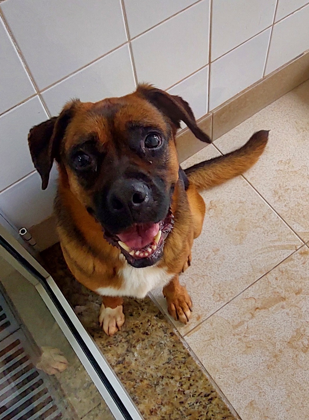 #PraCegoVer: Estelar é uma cachorra de pelagem curta, de cor marrom com manchas brancas e pretas, possui olhos pretos e está sentada olhando para cima.