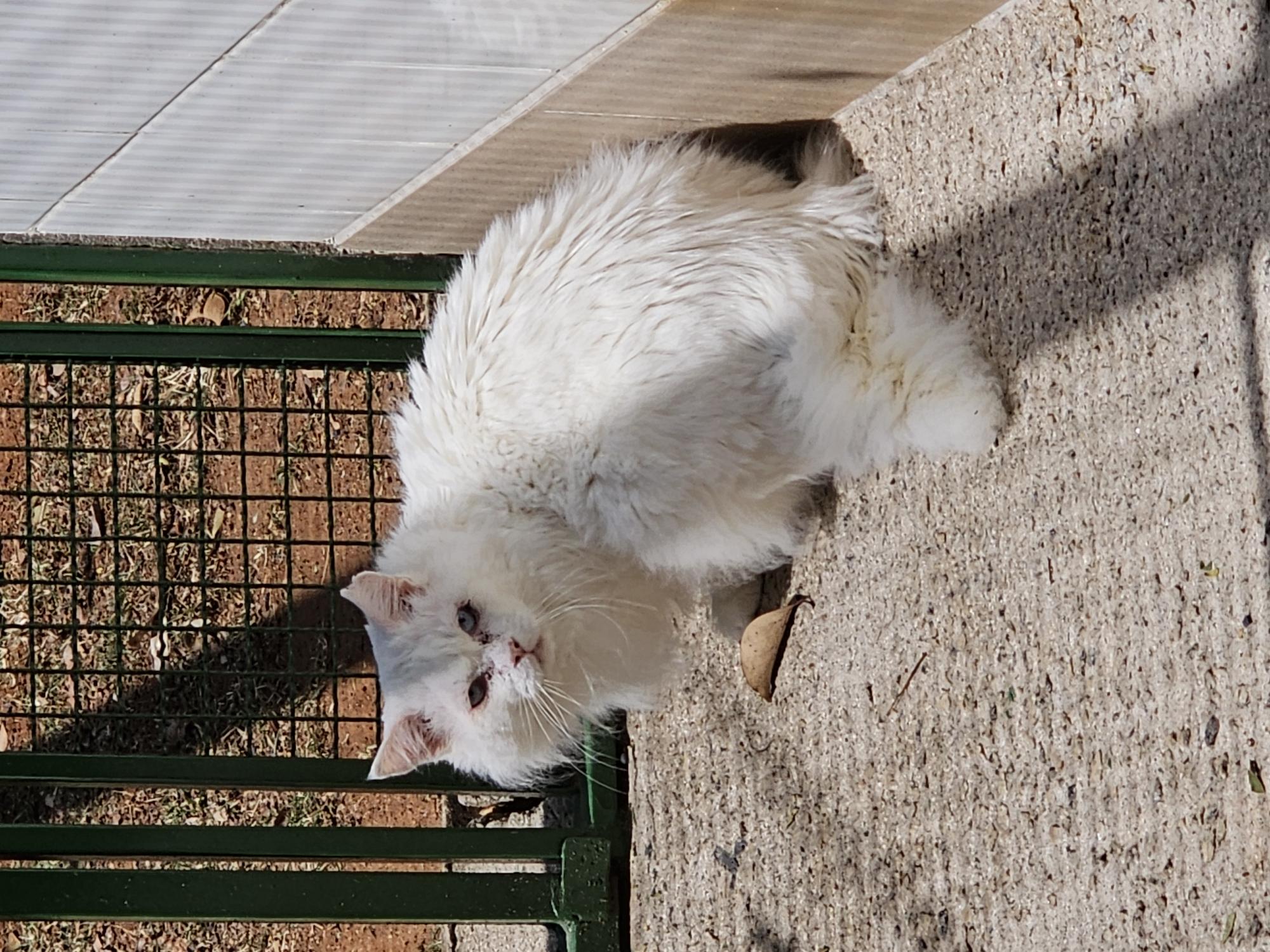 #PraCegoVer: Golias é um gato de pelagem toda branca, possui olhos azuis, está deitado olhando para frente.