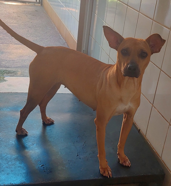 #PraCegoVer: Leia é uma cachorra com pelagem marrom com manchas brancas e seu focinho preto, possui olhos pretos e está em pé olhando para frente 