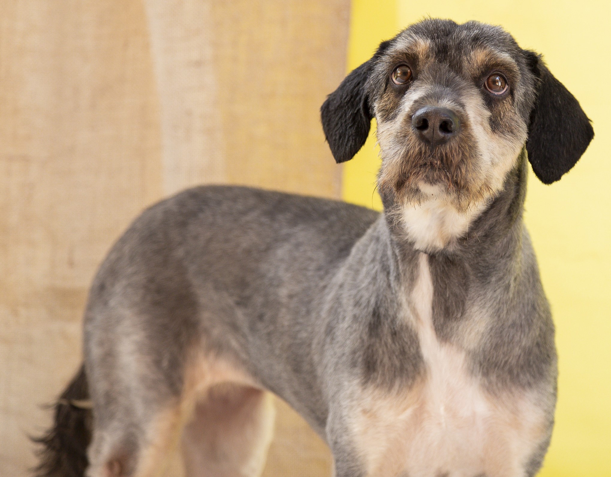 #PraCegoVer: Munik é uma cachorra com pelagem cinza com manchas brancas e pretas, possui olhos marrons e está em pé olhando para frente 