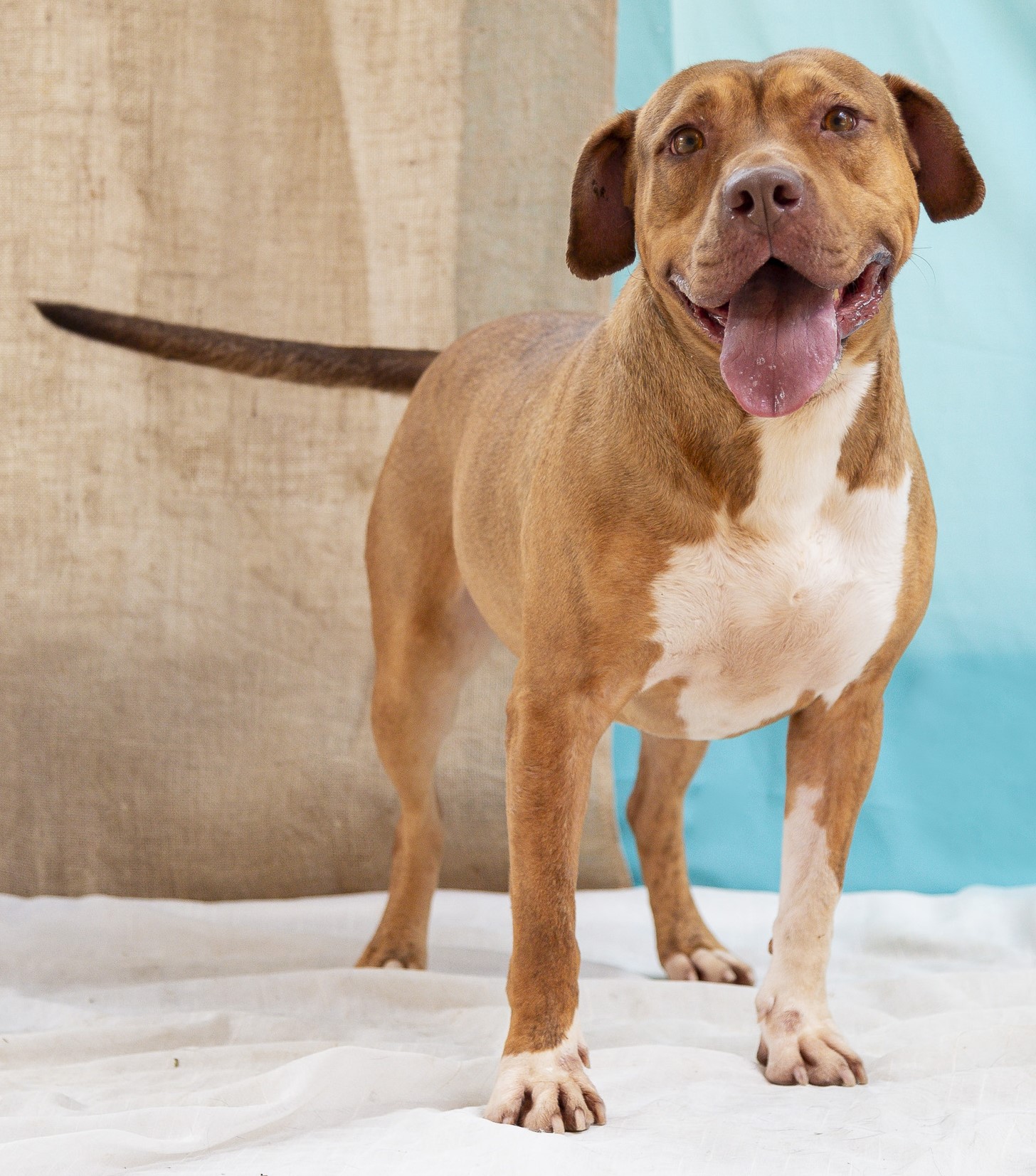 #PraCegoVer: Quel é uma cachorra de pelagem marrom com manchas brancas, possui olhos marrons e está em pé, olhando para frente, com a língua para fora, num fundo azul 