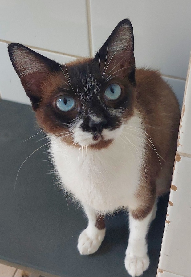 #PraCegoVer: Shawarma é uma gata de pelagem branca com manchas marrons, possui olhos azuis e está sentada olhando para frente. 