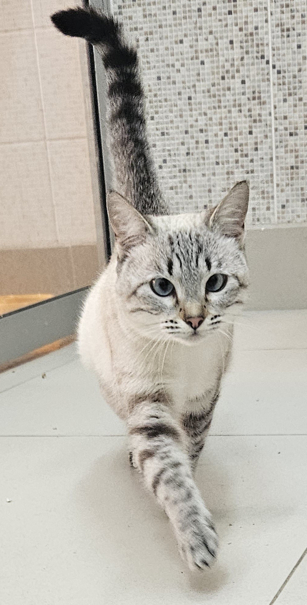 #PraCegoVer: Sol é uma gata de pelagem branca com manchas pretas, possui olhos azuis, e está em pé olhando para frente.