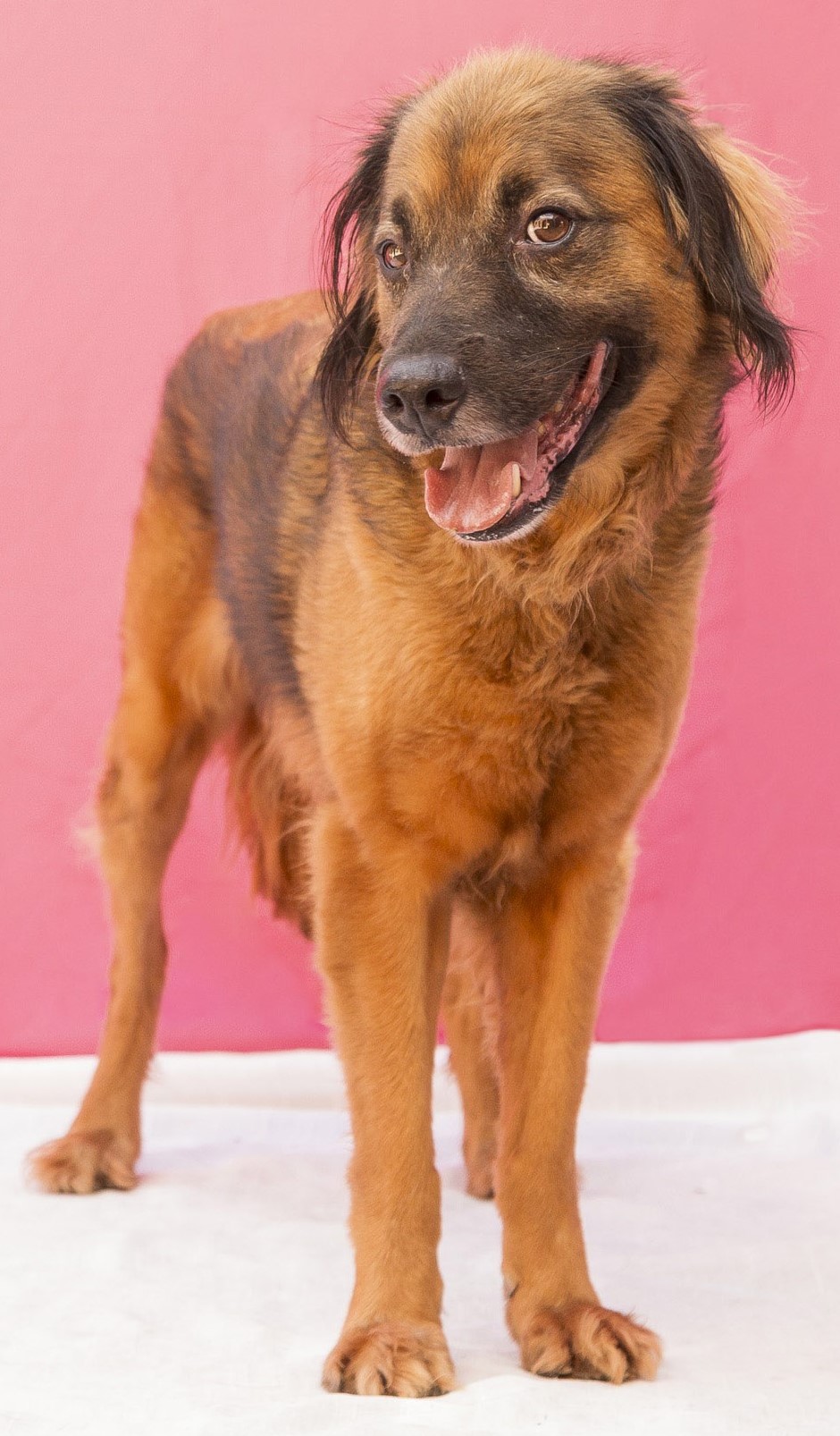 #PraCegoVer: valente é um cachorro com pelagem marrom e manchas pretas, possui olhos pretos e está em pé, num fundo rosa, olhando para frente 